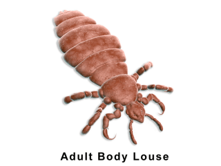 Adult Body Louse