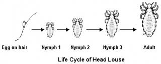 Life Cycle of Head Louse