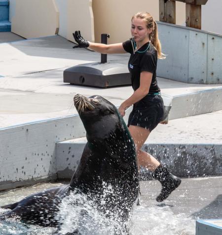 An aquarium handler guides a sea lion through a series of tricks