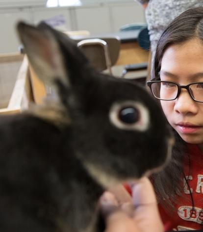 Theresa checks a rabbit's vital signs.