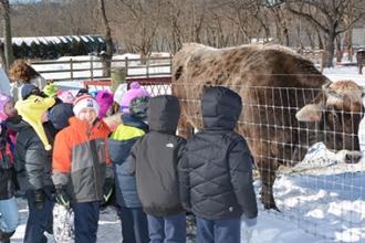 The kindergartners at PS/MS 207 in Howard Beach make one important stop before getting back on the bus: to see the cow.