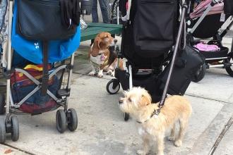 Strollers and dogs wait for their owners to return at PS 8 in Brooklyn.