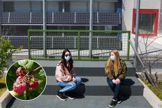 UFT delegate Teresa Fabbella (left) and Chapter Leader Annemarie Summa Barbarino sit in the school’s garden, where raspberries (inset) are among the edible plants that grow.