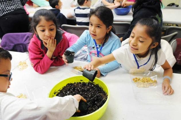 First-graders dig into the loam as they begin construction of their terrariums.