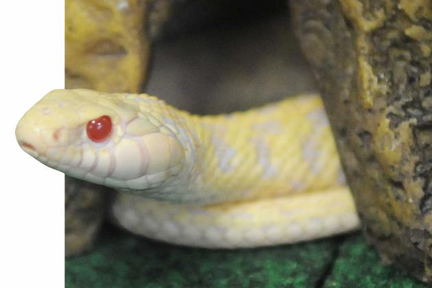 Snake