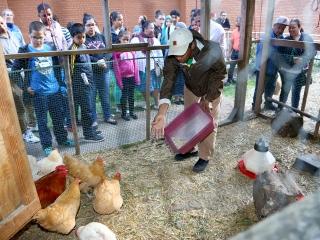 Parents and students learn how to feed chickens.
