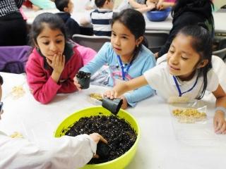 First-graders dig into the loam as they begin construction of their terrariums.