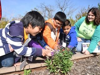 The students examine purple aster as PS 179 teacher Diane Corrigan (right) looks on.