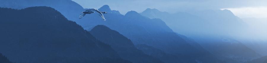 Image of a bird flying over water