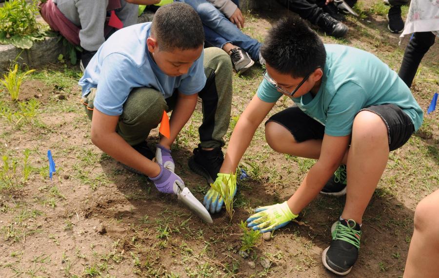 Two 6th-graders from MS 821 in the Sunset Park section of Brooklyn plant coreopsis at the Green-Wood Cemetery on June 21