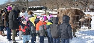 The kindergartners at PS/MS 207 in Howard Beach make one important stop before getting back on the bus: to see the cow.