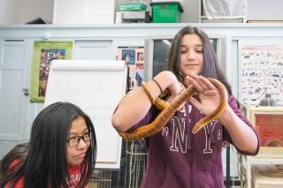 An 8th-grader holds the corn snake in the zoology lab.