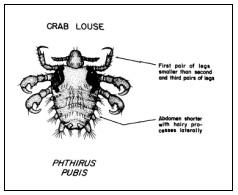 Crab Louse