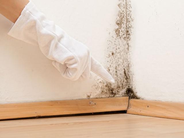 Mold on wall