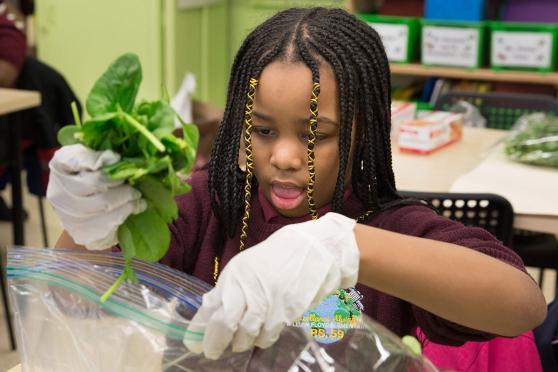 A 3rd-grader gets the right amount of fresh basil into the package.