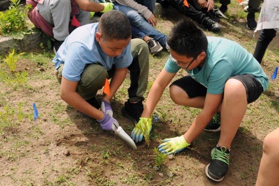 Two 6th-graders from MS 821 in the Sunset Park section of Brooklyn plant coreopsis at the Green-Wood Cemetery on June 21