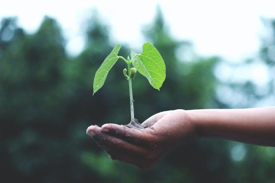 spring plant grow generic