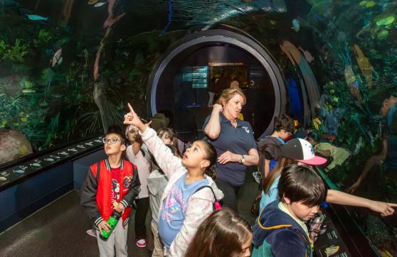 Third-graders are enthralled as they walk with Collins through a 40-foot tunnel